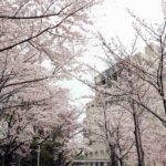 関西大学の桜