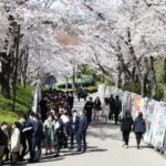 入学式の桜